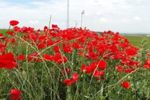 Albergue del Pelegrino de Alcoletge