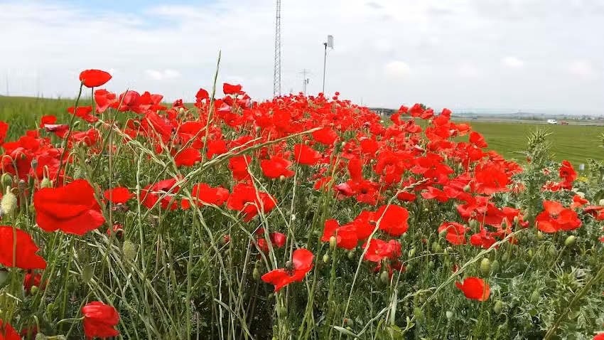 Albergue del Pelegrino de Alcoletge