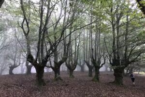 Albertia’ko Kobazuloa