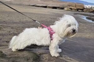 Amanecer D. Cabezo Beach