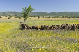 Asociación de Turismo Sostenible de Cabañeros