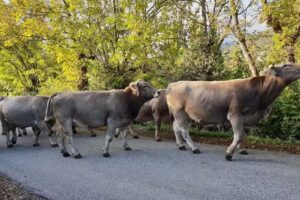 Asociación Pirenaica Para El Desarrollo Del Turismo Rural Tural