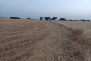 Casa Higuera de la Llerena