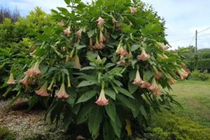 Casa rural agro da moa