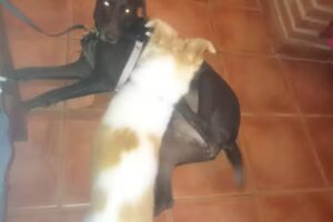 Casa Rural Cal Boles