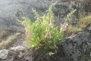 Casa Rural Casillo del Cerro