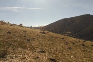 Casa Rural El Robledal De Gredos