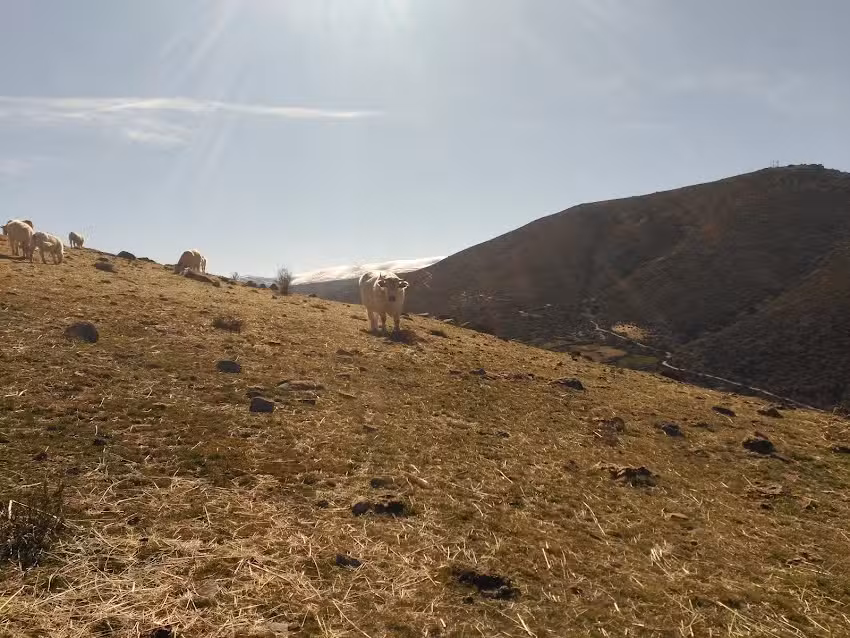 Casa Rural El Robledal De Gredos