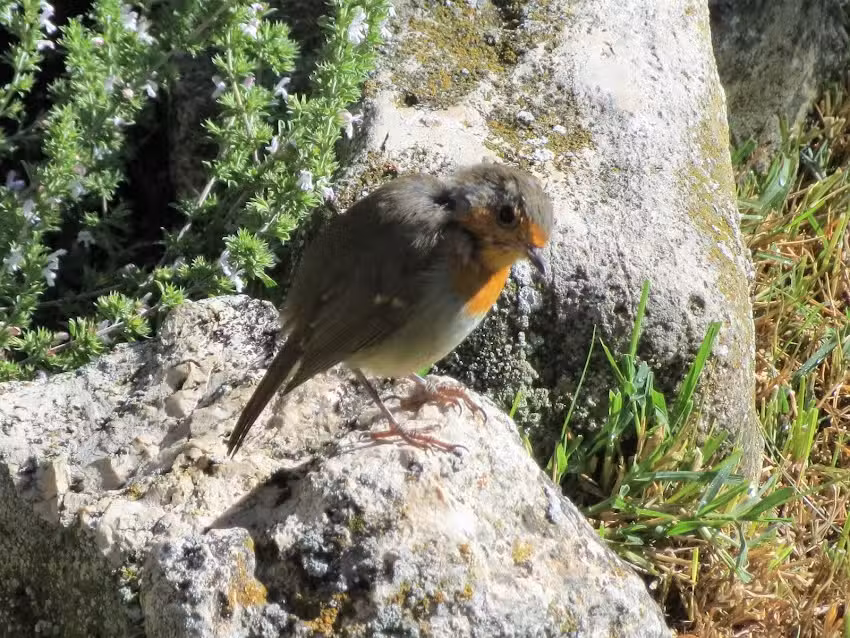 Casa Rural El Trillo de Peñarrubias