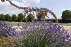 Casa Rural La Casa Del Olmo