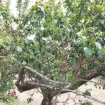 Casa Rural los Cerezos