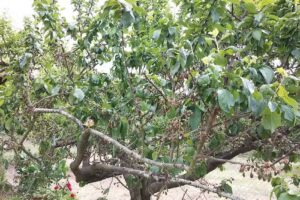 Casa Rural los Cerezos