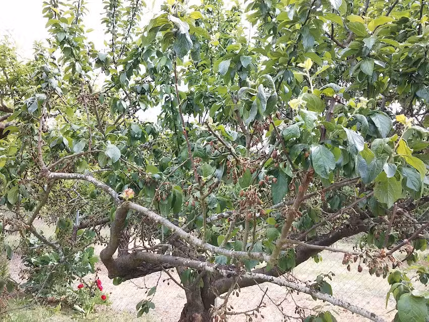 Casa Rural los Cerezos