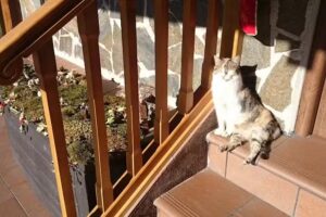 CASA RURAL SIERRA CAMPIÑA