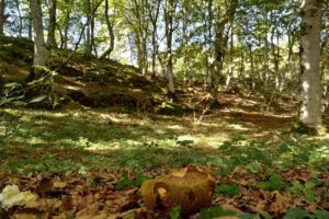 Casa Salto del Nervión