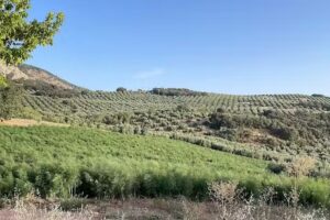 Cortijo de Parapanda