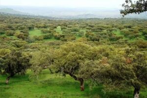 Cortijo La Nava, Espiel