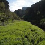 El Juncal