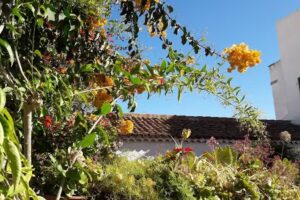 El Patio Del Naranjo