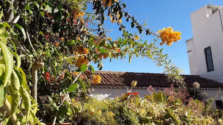 El Patio Del Naranjo