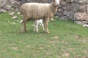 Explotación de Agroturismo la Solana