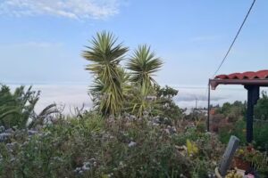 Ferienhaus El Naranjo