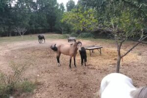 Finca El Caserío y Casas rurales