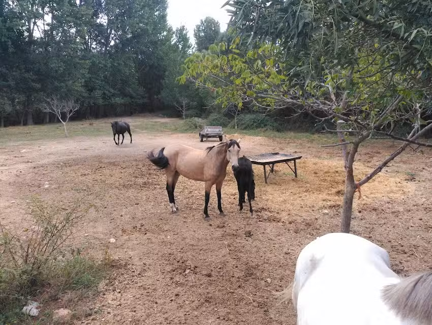 Finca El Caserío y Casas rurales