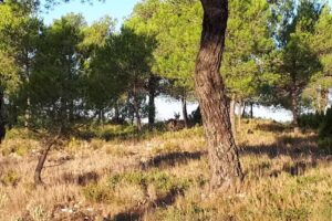 Finca Toros De Fuentemora