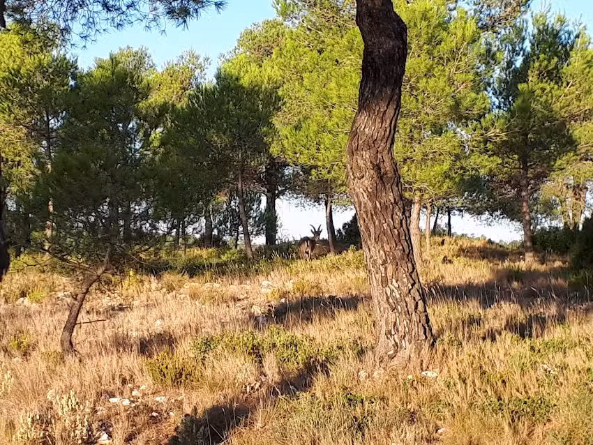 Finca Toros De Fuentemora