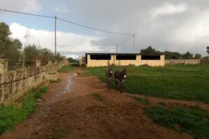 Follow The Bear in Algaida