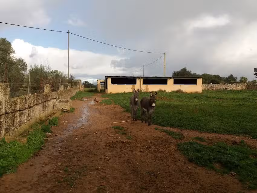 Follow The Bear in Algaida