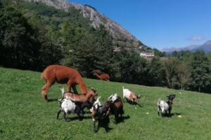 Granja de Animales «Casas Prieto»