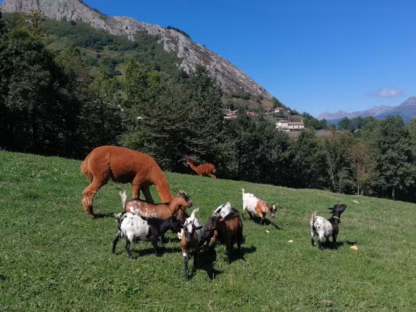 Granja de Animales «Casas Prieto»