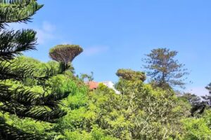 Hacienda San Fernando