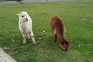 Inversiones Frieira S.L.