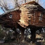 La Casita del Árbol