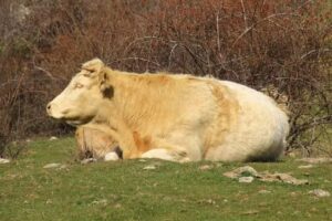 Ocio-Alameda del Valle