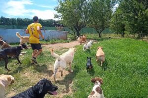 Residencia Canina El Mas