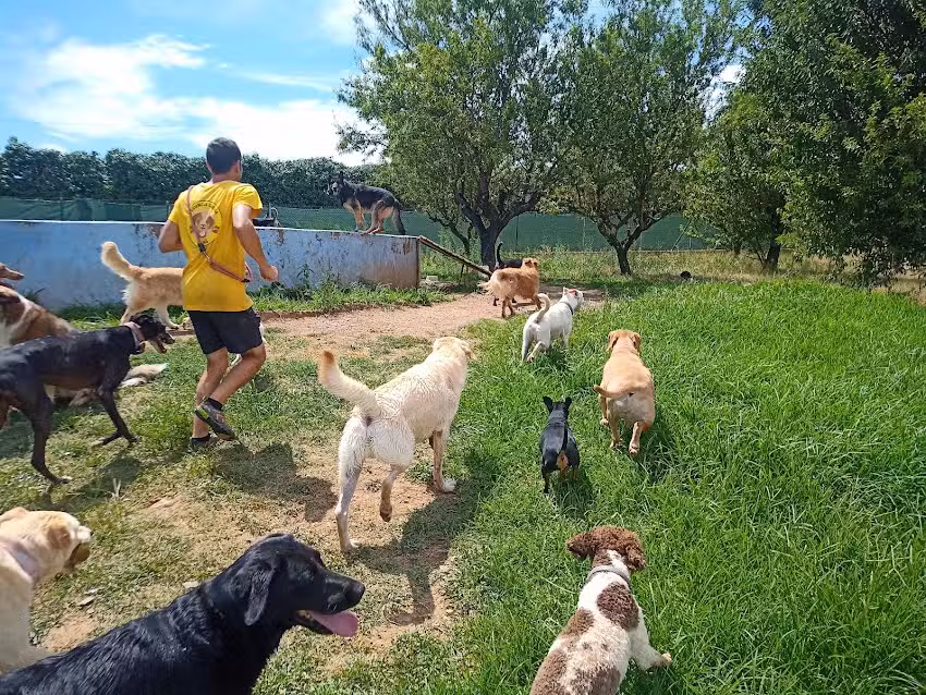 Residencia Canina El Mas