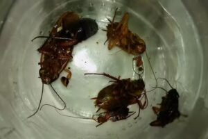 Rooms in Duplex Costa del Silencio