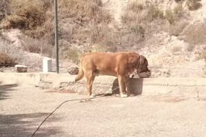 Spanje, Piet en Lutwine