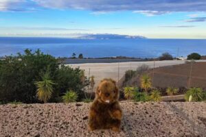 Suite Mariposa Finca Montimar