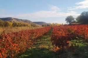 Tórtoles de esgueva