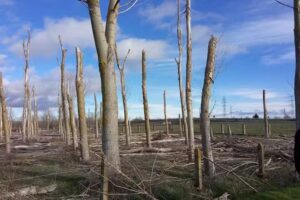 Trobajo del Cerecedo