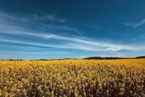 Villamanrique de Tajo