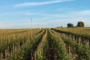 Viveros agrícola Sender