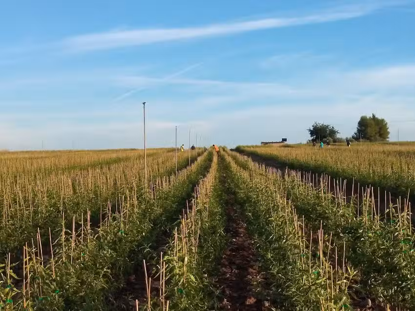 Viveros agrícola Sender