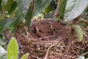 VIVIENDA VACACIONAL CASABLANCO